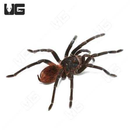 Peruvian Backfire Giant Bird Eating Tarantula, 4-6 inches, showcasing its impressive size and predat.