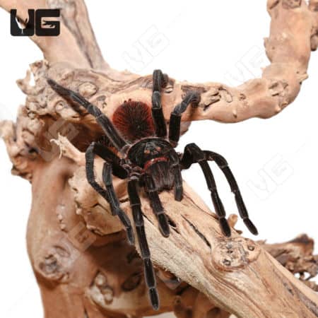 Large tarantula on branch, Peruvian Backfire Giant Bird Eating Tarantula.