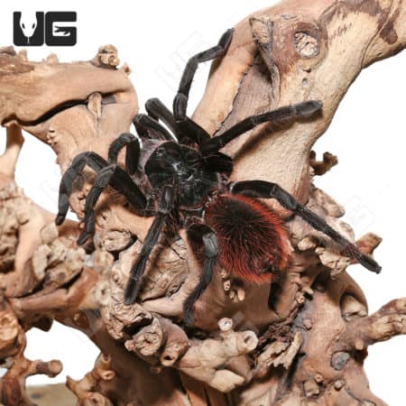 Peruvian Backfire Tarantula and bird predator on wood branch.