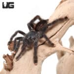 Pinktoe Tarantula (Avicularia avicularia)