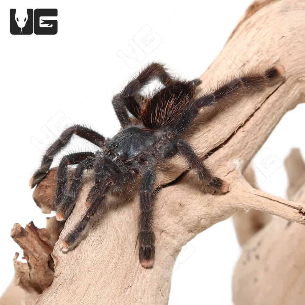 Pinktoe Tarantula (Avicularia avicularia) For Sale Underground Reptiles