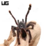 Pinktoe Tarantula (Avicularia avicularia)