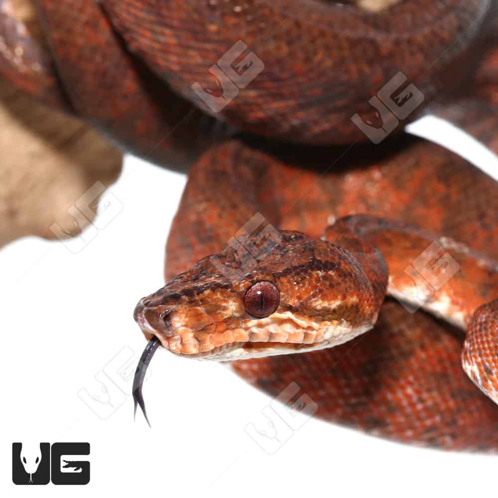 Female Red Amazon Tree Boas (Corallus hortulanus) For Sale