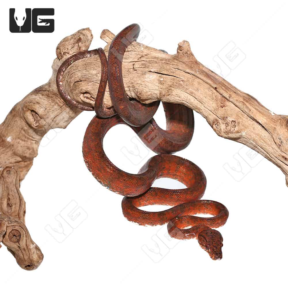 Female Red Amazon Tree Boas (Corallus hortulanus) For Sale