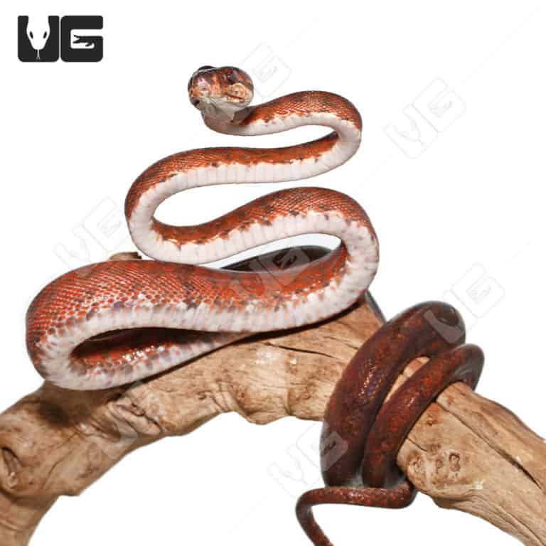 Female Red Amazon Tree Boas (Corallus hortulanus) For Sale