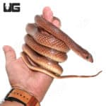 Red Beaked Snakes (Rhamphiophis oxyrhynchus) For Sale - Underground Reptiles