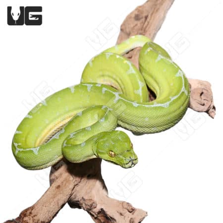 Female Blue Stripe Sorong Green Tree Python #1(Morelia viridis)
