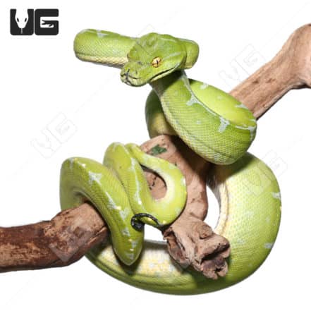 Green Tree Pythons For Sale - Underground Reptiles