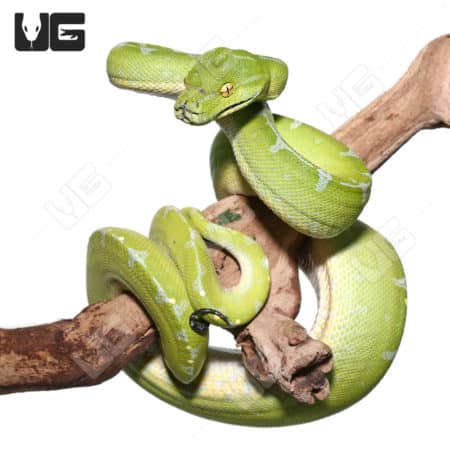 Female Blue Stripe Sorong Green Tree Python #1(Morelia viridis)