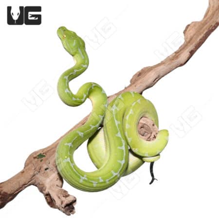 Female Blue Stripe Sorong Green Tree Python #1(Morelia viridis)