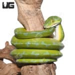 Male Blue Stripe Sorong Green Tree Python #2(Morelia viridis)