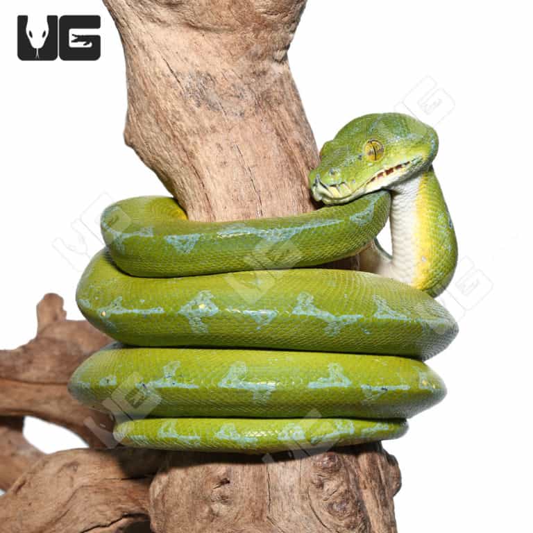Adult Aru Green Tree Python for sale - Underground Reptiles