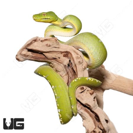 Green Tree Python juvenile on branch.