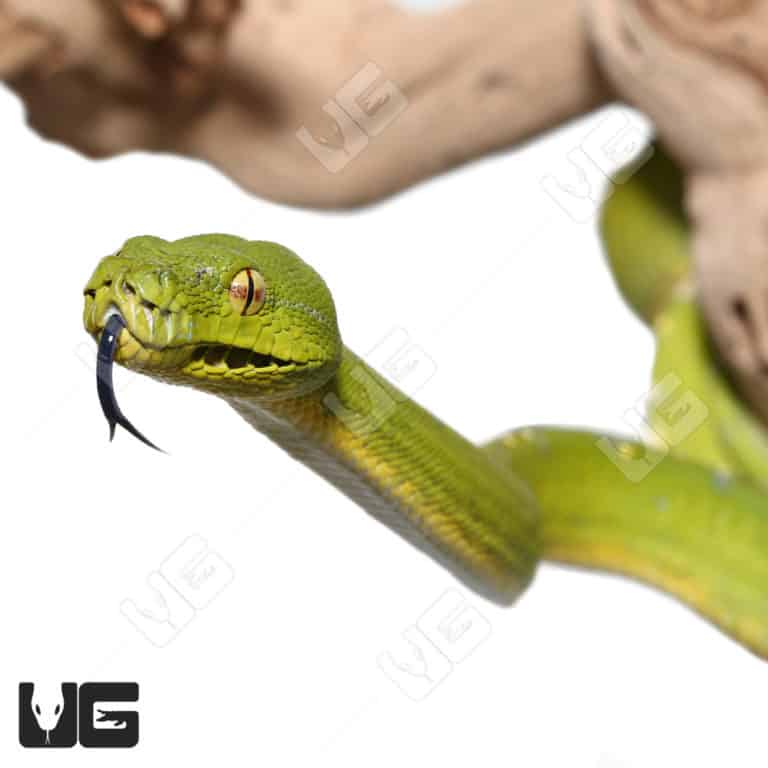 Green Tree Pythons For Sale - Underground Reptiles