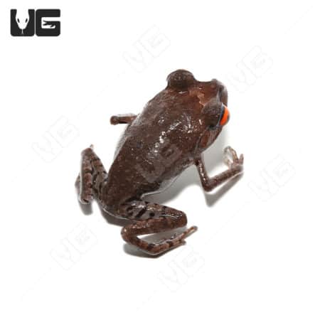 Close-up of a Spotted Litter Frog with distinctive markings and orange eyes.