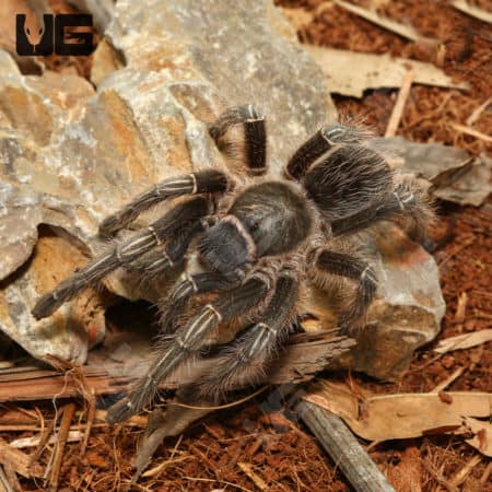 Stripe Knee Tarantulas (Aphonopelma seemanni)