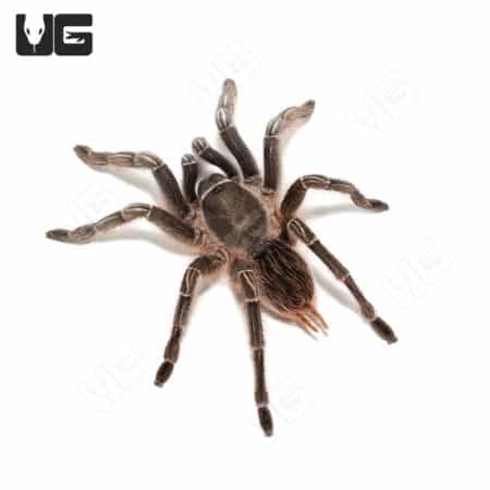 Stripe Knee Tarantulas (Aphonopelma seemanni)
