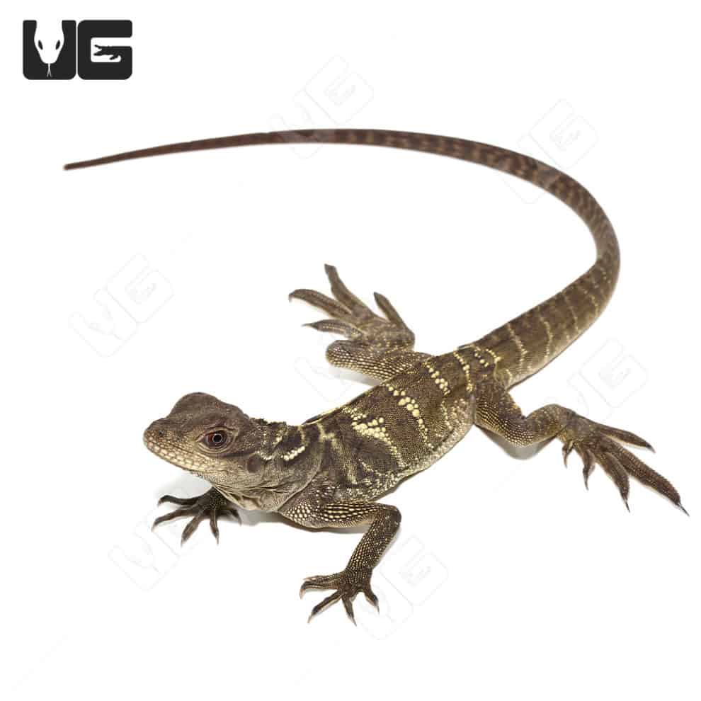 Sulawesi Sailfin Dragon (Hydrosaurus celebensis) For Sale Underground