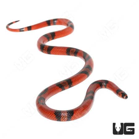 Tangerine Honduran Milksnake with vibrant orange and black pattern.