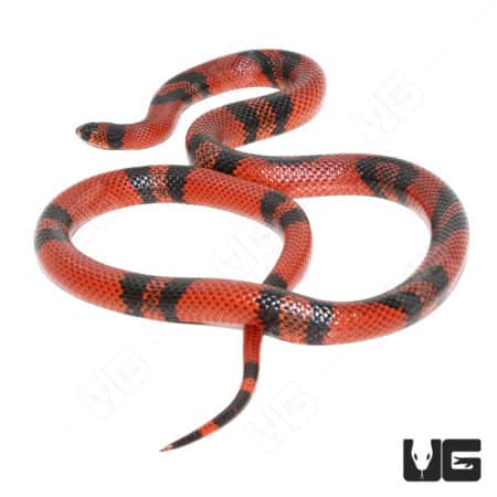 Bright Tangerine Honduran Milksnake with Black Bands.