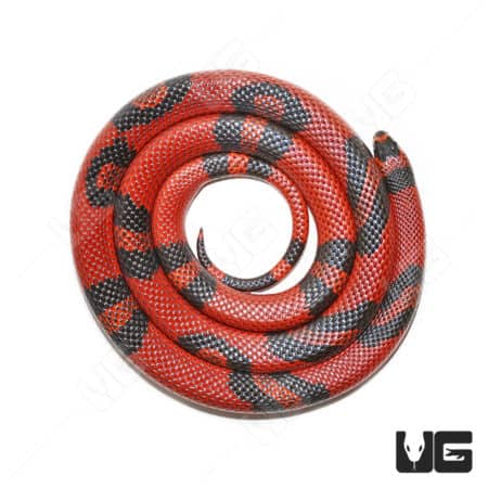 Tangerine Honduran Milksnakes (Lampropeltis Triangulum) For Sale - Underground Reptiles