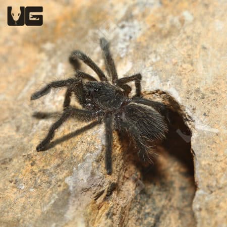 Thailand Golden Fringe Tarantula (ornithoctonus aureotbialis) For Sale - Underground Reptiles