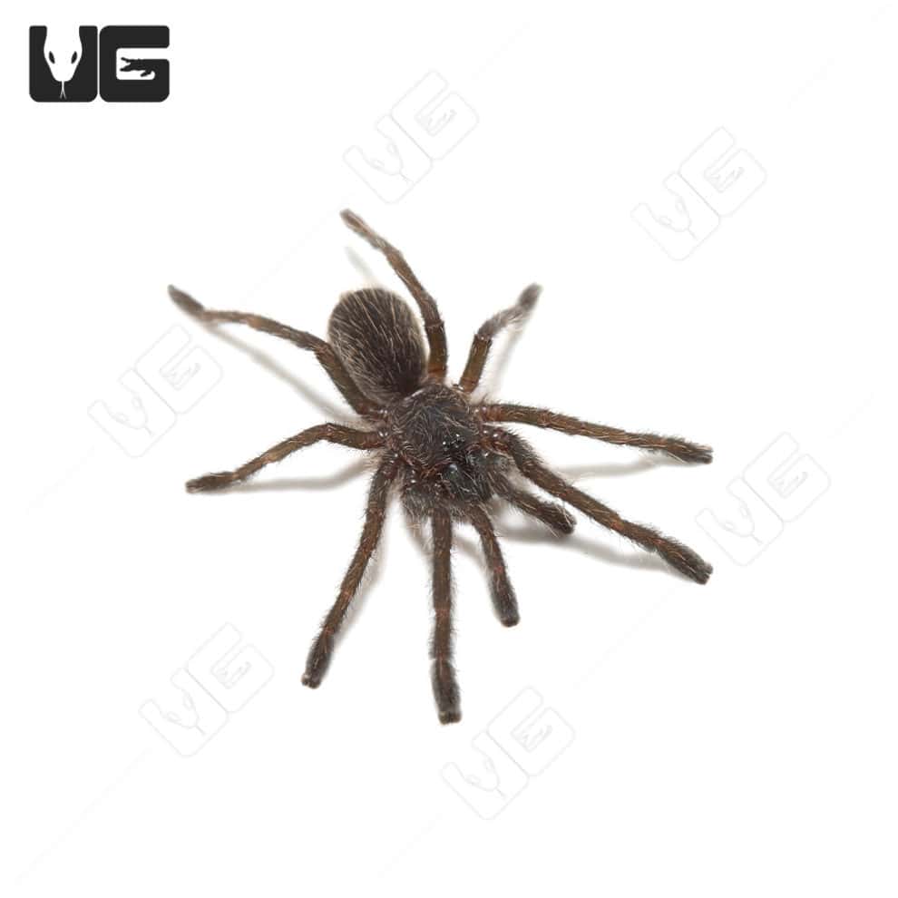 Thailand Golden Fringe Tarantula (.25-.75”) - Underground Reptiles