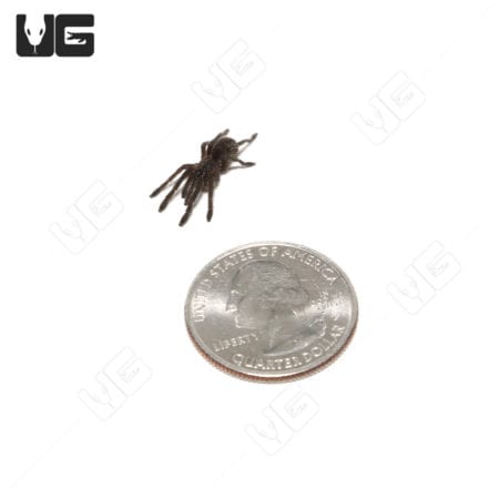 Thailand Golden Fringe Tarantula (ornithoctonus aureotbialis) For Sale - Underground Reptiles