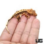 Baby Tricolor Crested Gecko (Correlophus ciliatus) For Sale - Underground Reptiles