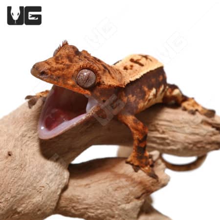 Baby Tricolor Crested Gecko (Correlophus ciliatus) For Sale - Underground Reptiles