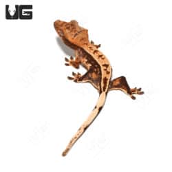 Baby Tricolor Crested Gecko (Correlophus ciliatus) For Sale - Underground Reptiles