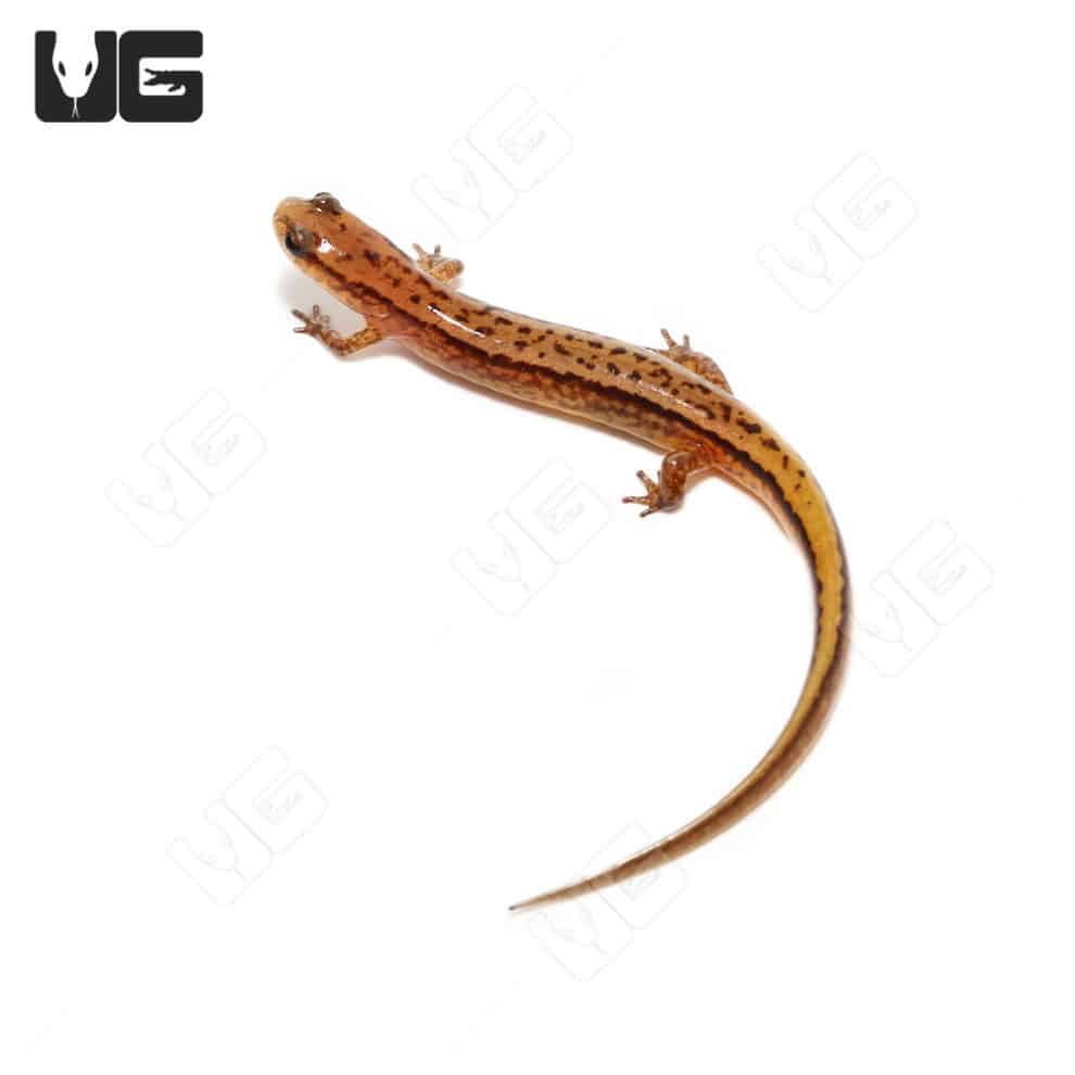 Two Line Salamanders For Sale Underground Reptiles