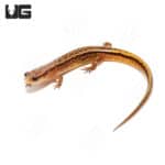 Two Line Salamanders (Eurycea bislineata)