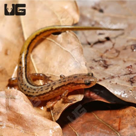 Two Line Salamanders (Eurycea bislineata)