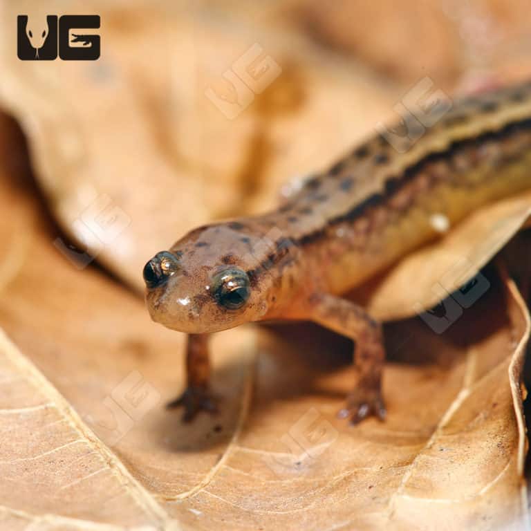 Two Line Salamanders For Sale Underground Reptiles