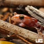 Cave Salamanders (Eurycea lucifuga) For Sale - Underground Reptiles