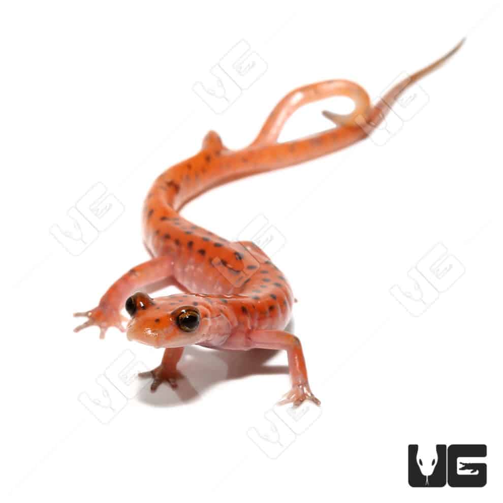 Cave Salamanders For Sale Underground Reptiles