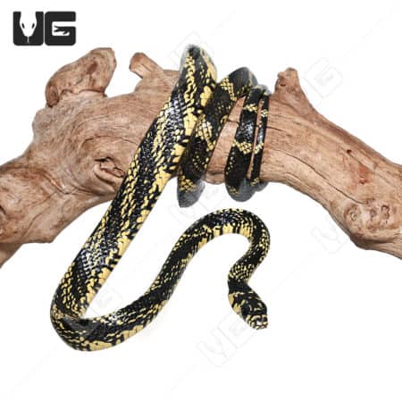 Nicaraguan Tiger Ratsnake, young, coiled on driftwood, showcasing vibrant yellow and black pattern.