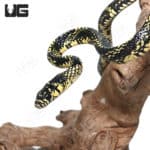 Baby Tiger Ratsnakes (Spilotes pullatus) For Sale - Underground Reptiles