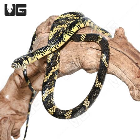 Beautiful Nicaraguan Tiger Ratsnake on a branch.