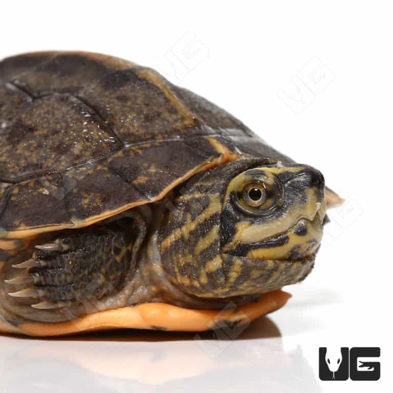 Baby Geographic Map Turtles For Sale - Underground Reptiles