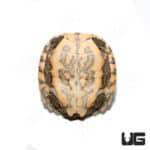 Baby Yellow-headed Temple Turtle (Heosemys annandalii) For Sale - Underground Reptiles
