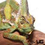 12+ Inch Veiled Chameleons (Chamaeleo calyptratus)