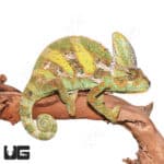12+ Inch Veiled Chameleons (Chamaeleo calyptratus)