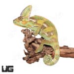 12+ Inch Veiled Chameleons (Chamaeleo calyptratus)