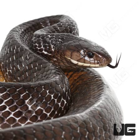 Yellowtail Cribo (Drymarchon corais) For Sale - Underground Reptiles