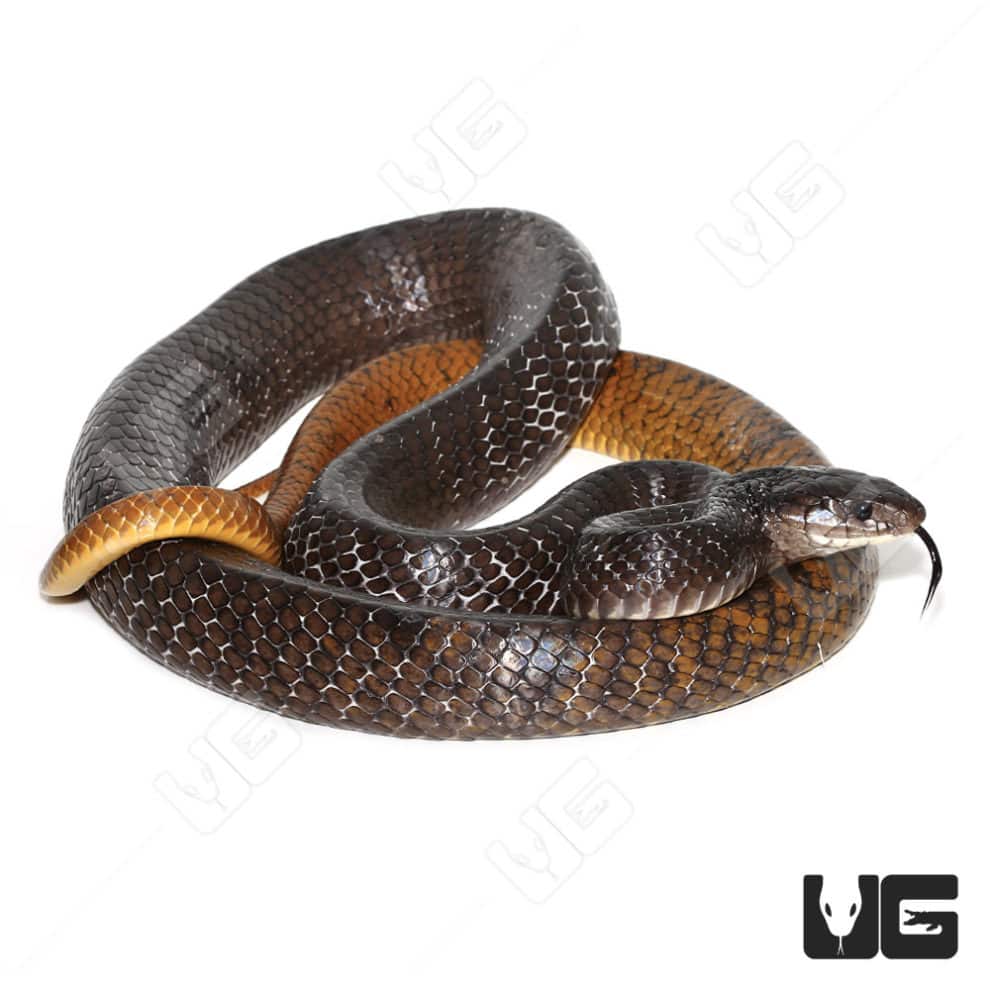 Yellowtail Cribo For Sale Underground Reptiles