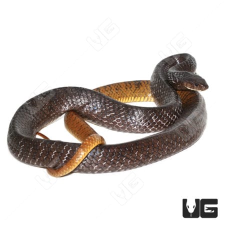 Yellowtail Cribo (Drymarchon corais) For Sale - Underground Reptiles