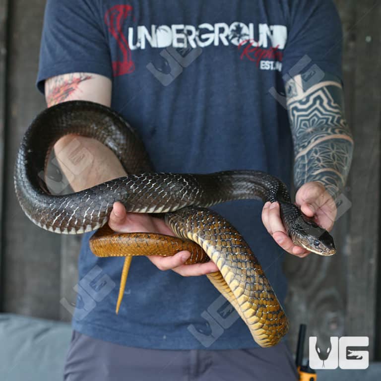 Yellowtail Cribo For Sale Underground Reptiles