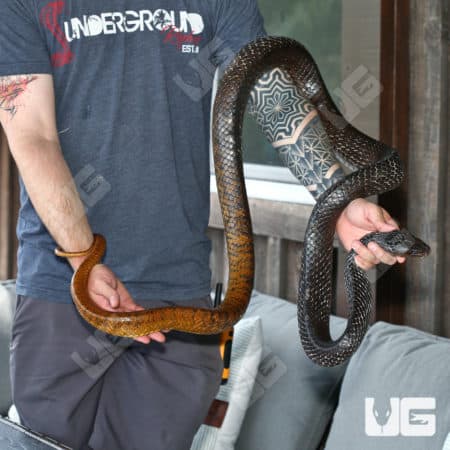 Yellowtail Cribo (Drymarchon corais) For Sale - Underground Reptiles